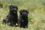 BOUVIER DES FLANDRES 473
